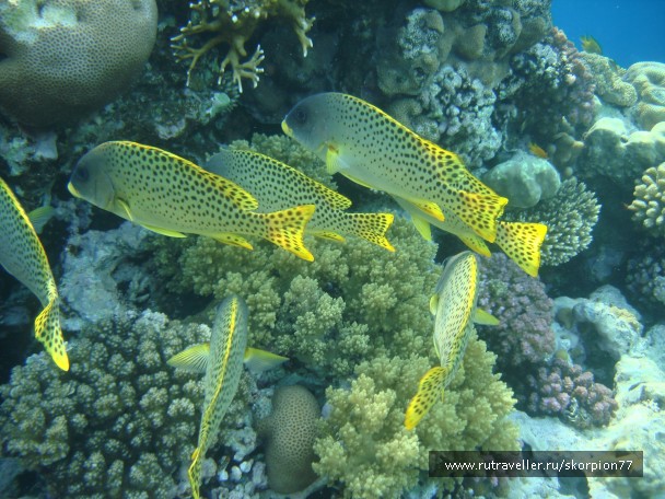 photo 956153