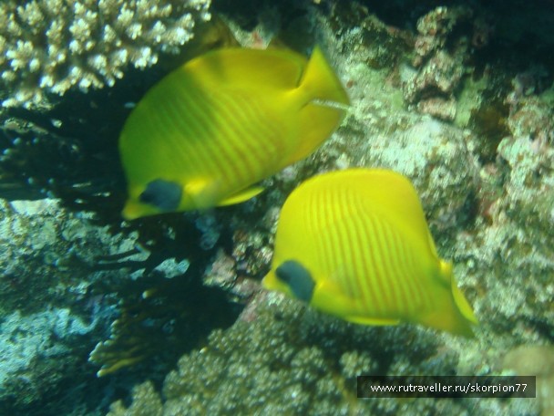 photo 956166