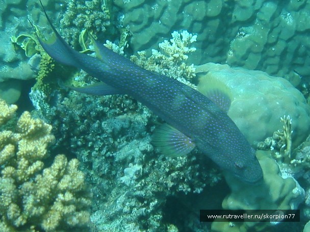 photo 956169