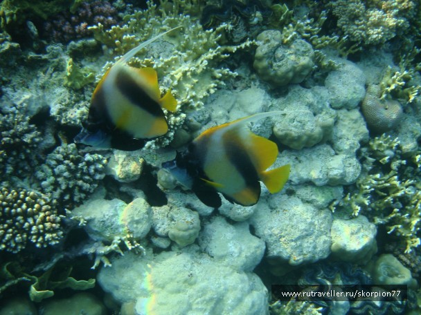 photo 956172