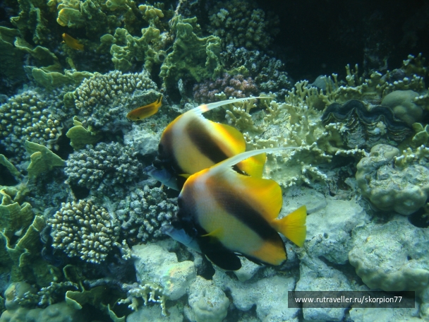 photo 956173