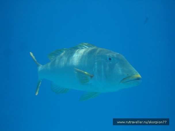 photo 971867
