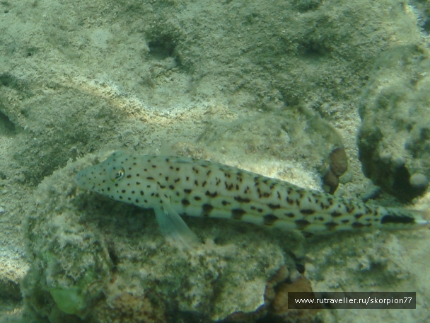 photo 971874
