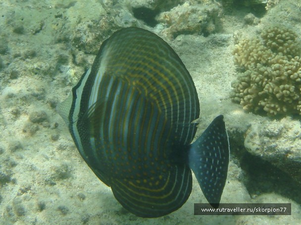 photo 971877