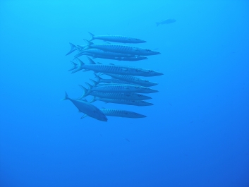 photo 971903