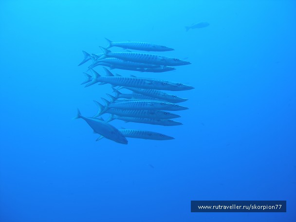 photo 971903