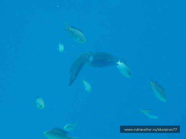 photo 971909