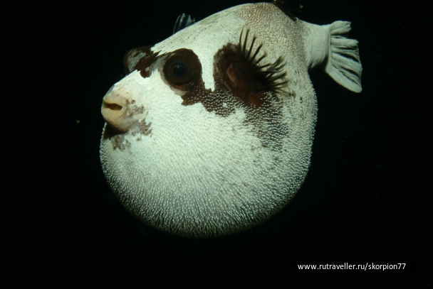 photo 971920