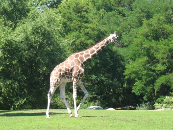 photo 869651
