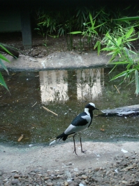 photo 885986