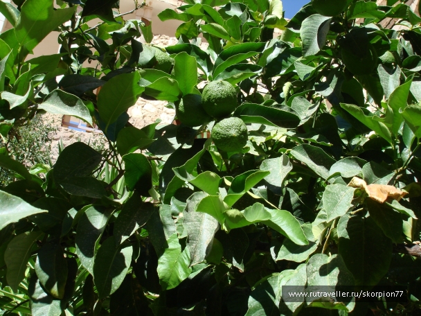 photo 968294