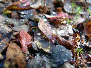 photo 838162