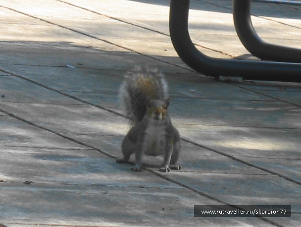photo 869427