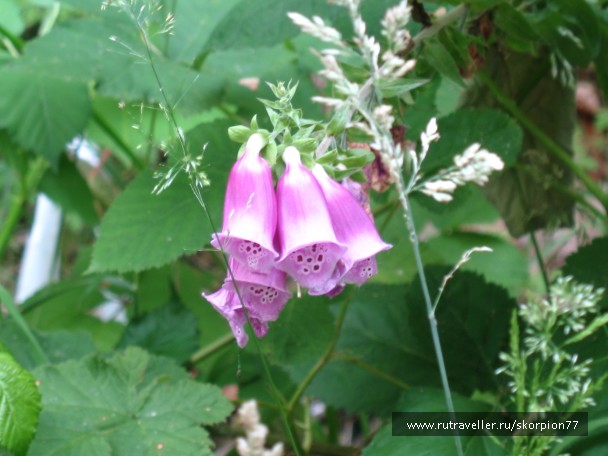 photo 869722