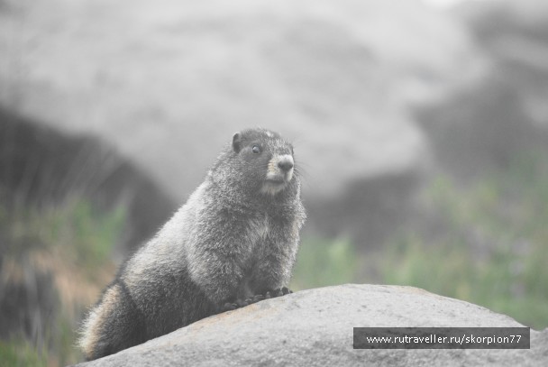 photo 869815