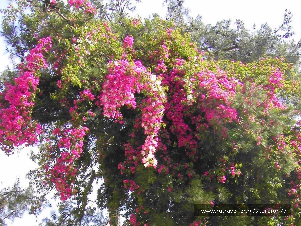 photo 834713