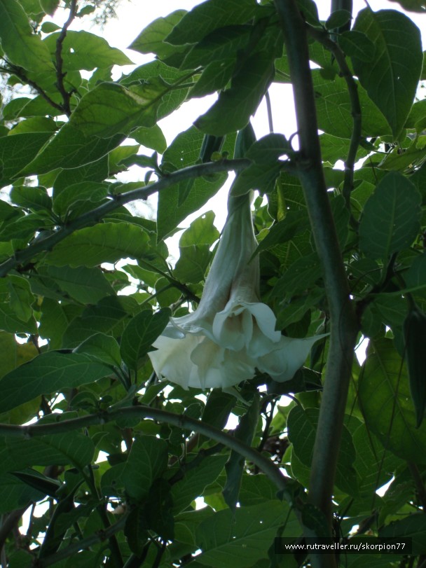 photo 947513