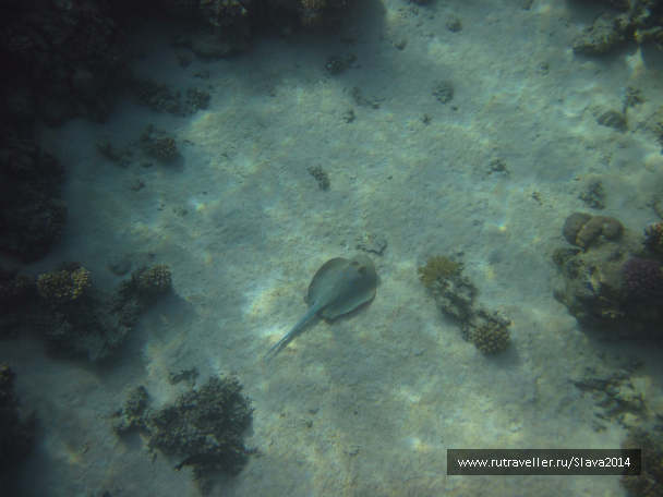 photo 1215015