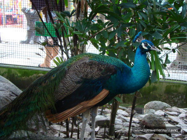 photo 225405