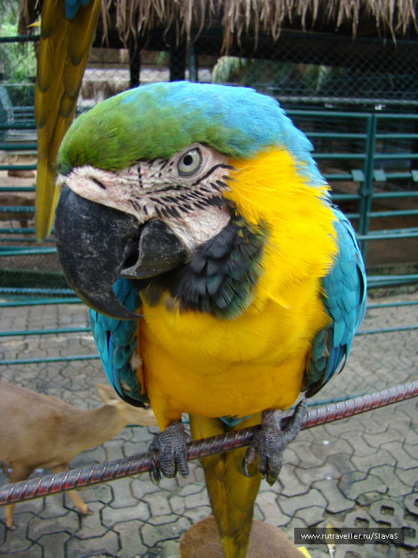 photo 225407