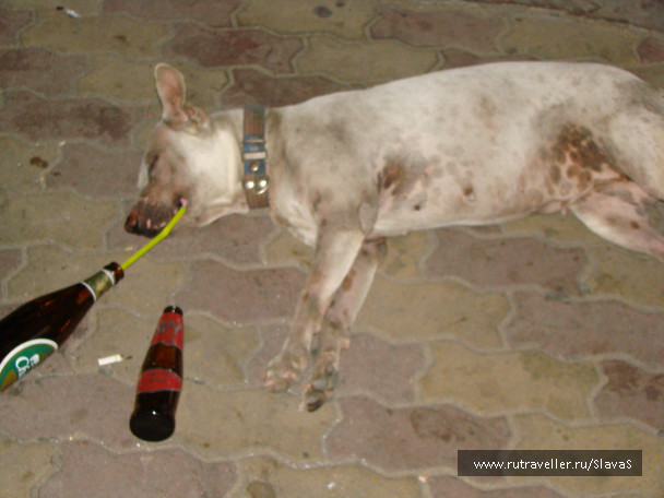 photo 226522