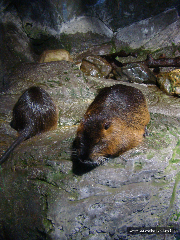 photo 46763