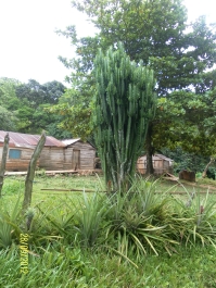 photo 465764