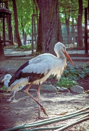 photo 858662