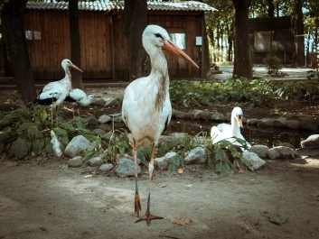 photo 858663