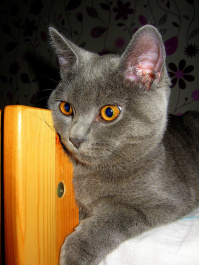 photo 141555
