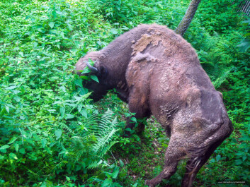 photo 384268