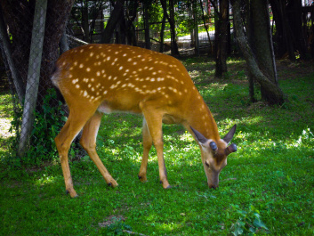 photo 384270