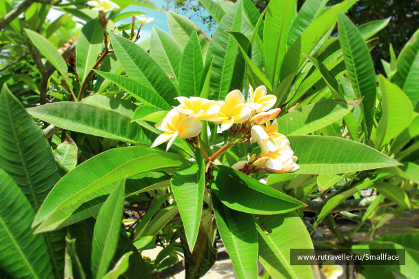photo 243409