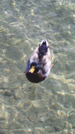 photo 990762