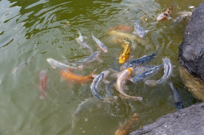 photo 896309