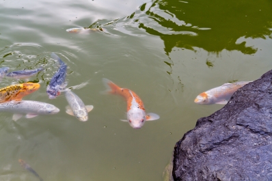 photo 896310