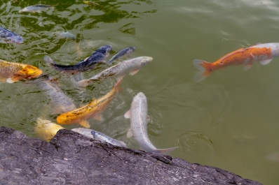 photo 896311