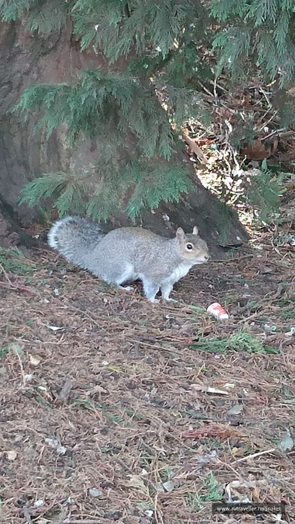 photo 1489020