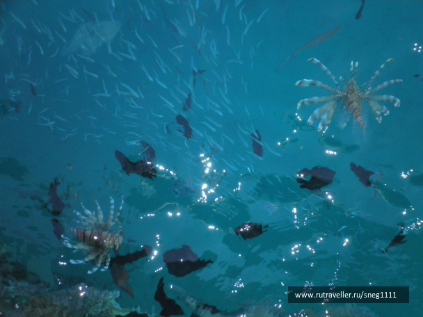 photo 154616