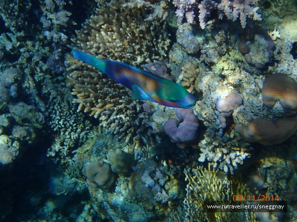 photo 921921