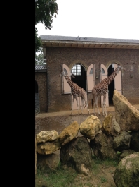 photo 529451