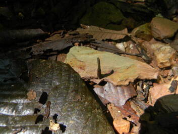 photo 1101154