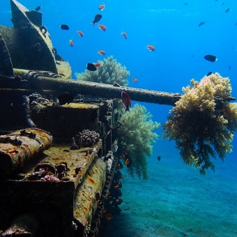 Дайвинг на Красном море