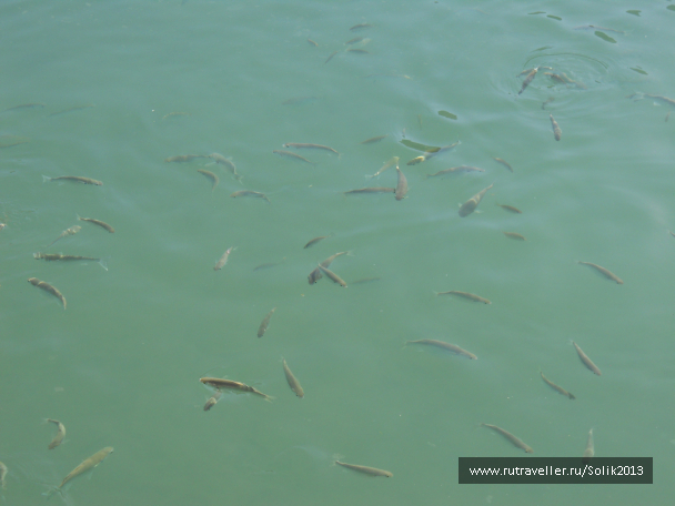 photo 1217591