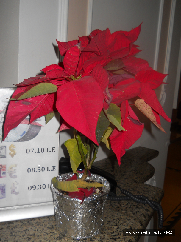 photo 1228269