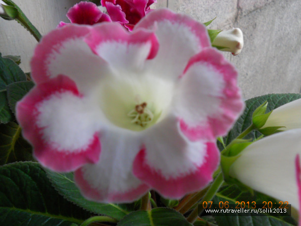 photo 1232541
