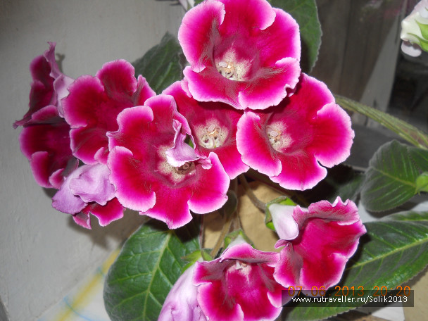photo 1232545
