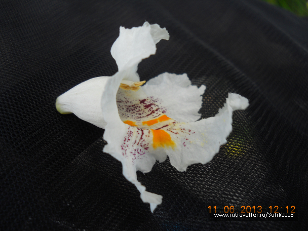 photo 1232573