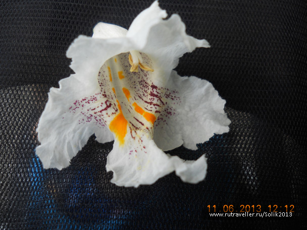 photo 1232574