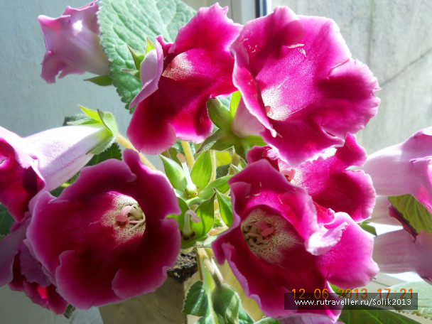 photo 1233016